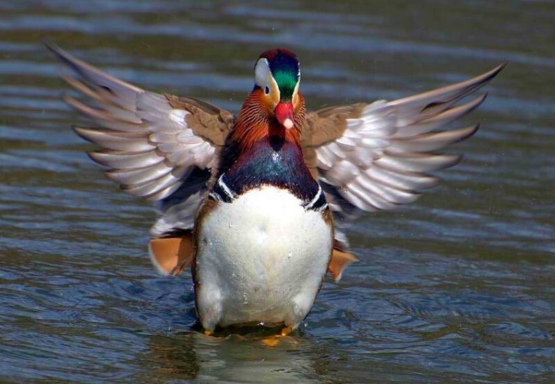 Mandarin Duck Spreading Wings — White