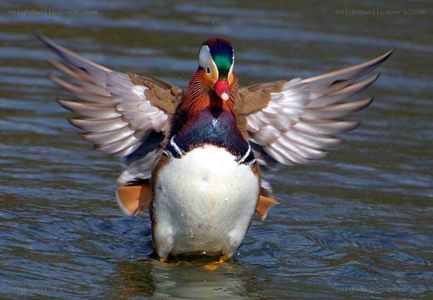 Mandarin duck spreading wings