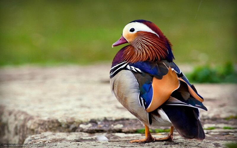 Mandarin Duck Standing — Brown, Calm
