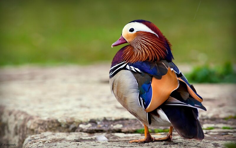 Mandarin Duck Standing — Brown