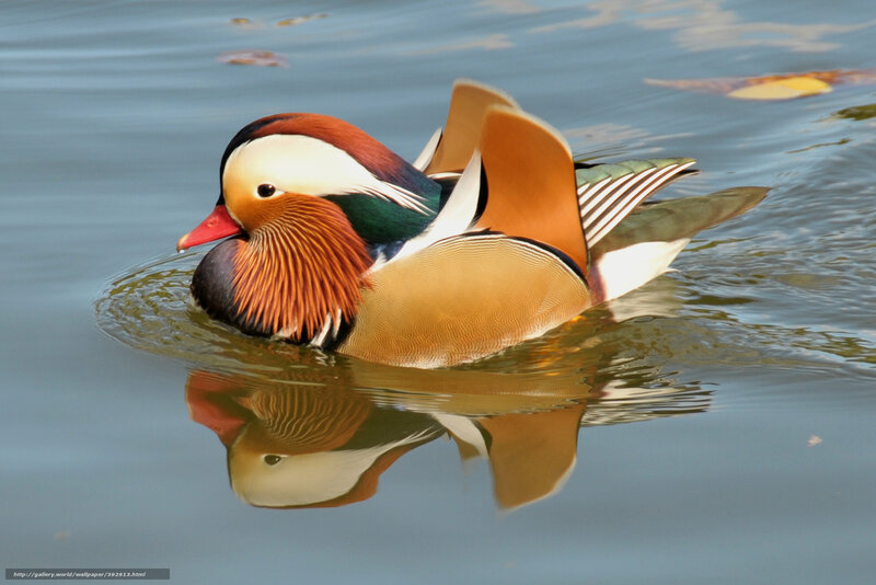 Mandarin duck swimming