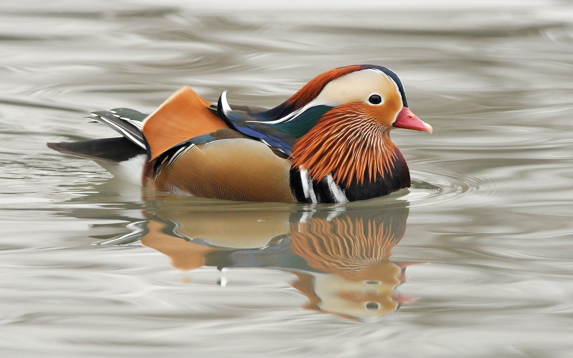 Mandarin duck swimming
