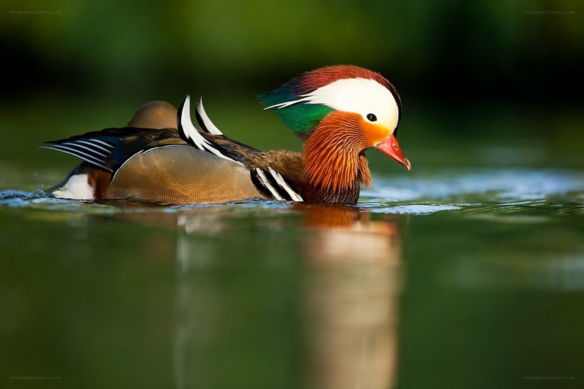 Mandarin duck swimming