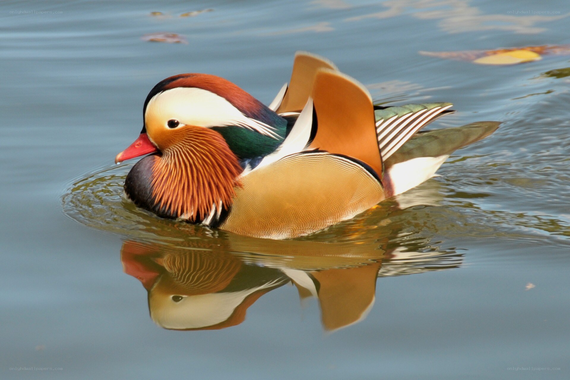 Mandarin duck swimming