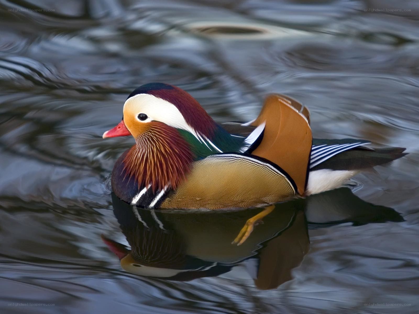 Mandarin duck swimming