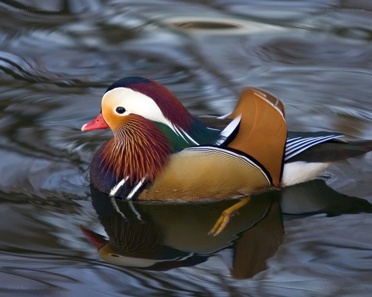 Mandarin duck swimming