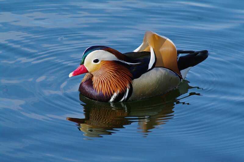 Mandarin Duck Swimming — Blue, Serene, Afternoon