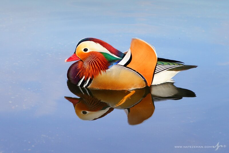 Mandarin Duck Swimming — Blue, Serene, Photograph