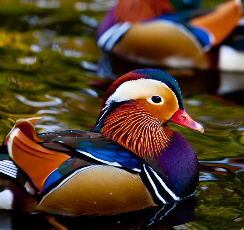 Mandarin Duck Swimming — Blue, Serene