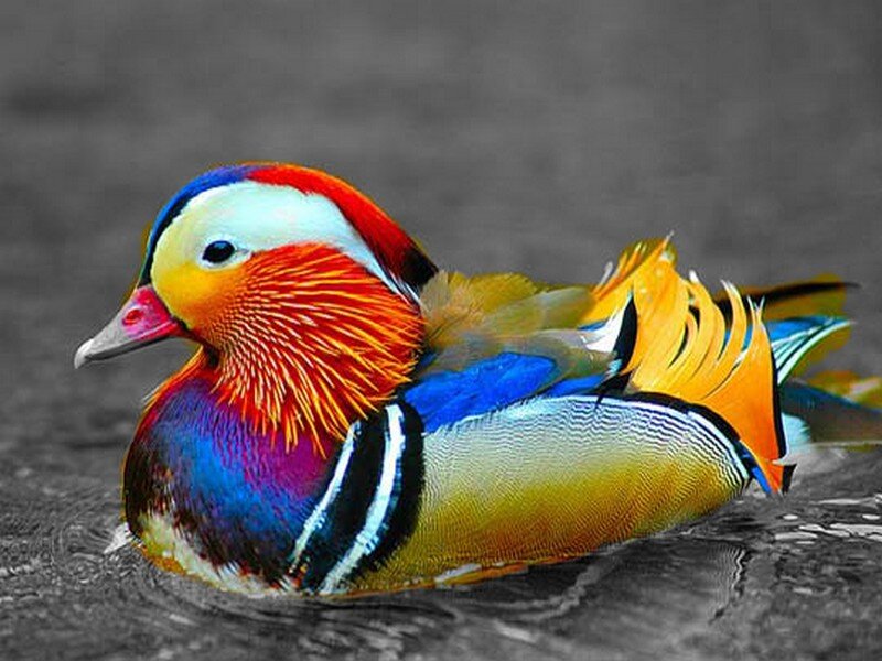 Mandarin Duck Swimming — Blue