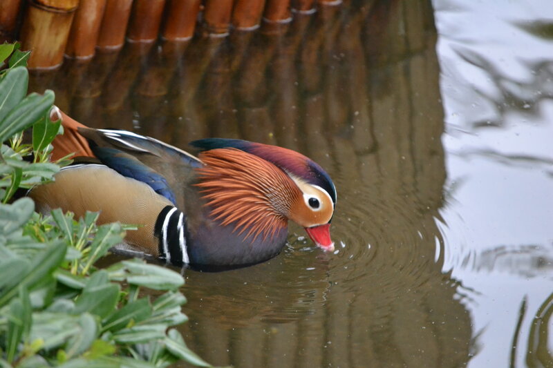 Mandarin Duck Swimming — Brown, Calm, Photograph
