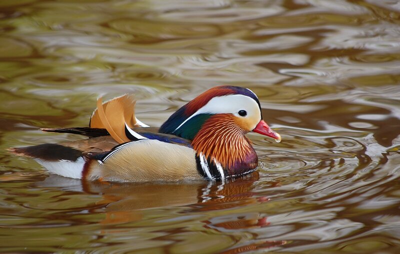 Mandarin Duck Swimming — Brown, Calm, Photograph, Water, Feathers