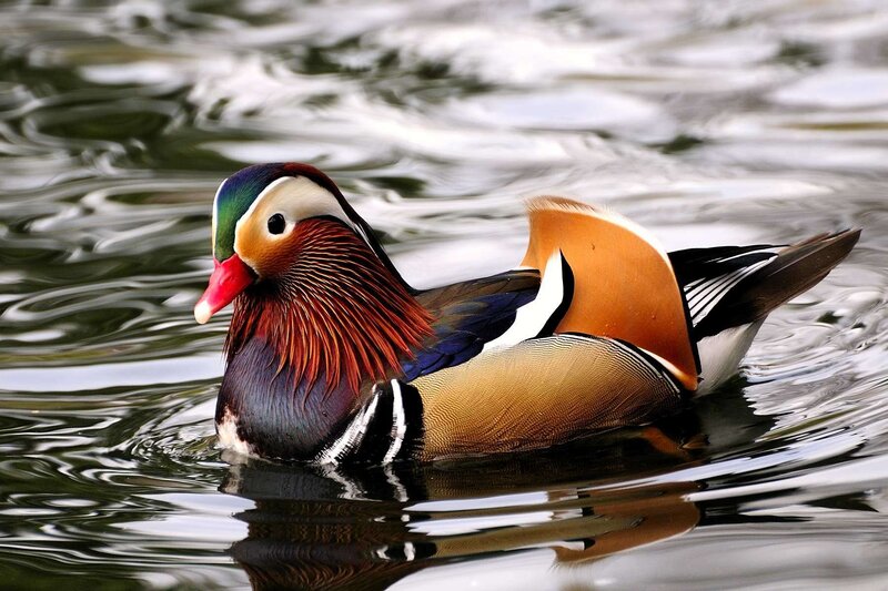 Mandarin Duck Swimming — Brown, Calm