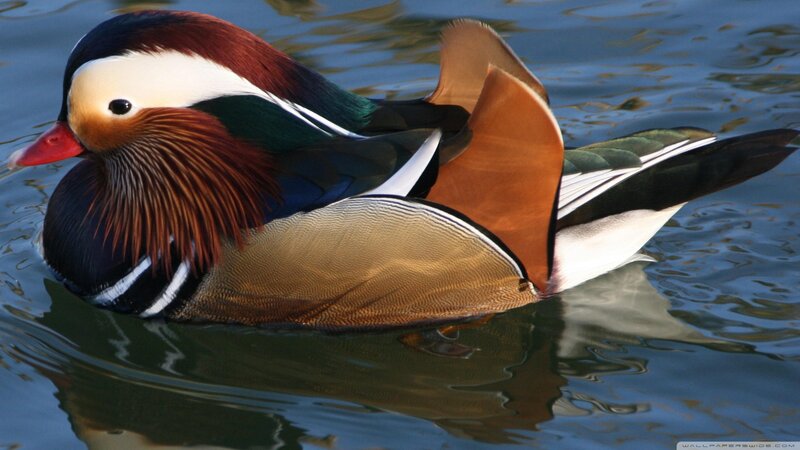Mandarin Duck Swimming — Brown, Serene, Afternoon