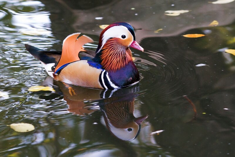 Mandarin Duck Swimming — Brown, Serene, Autumn