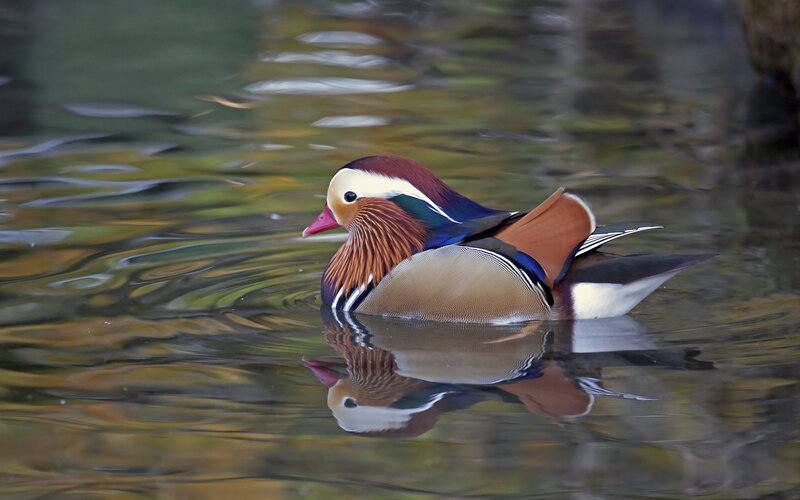 Mandarin Duck Swimming — Brown, Serene, Photograph