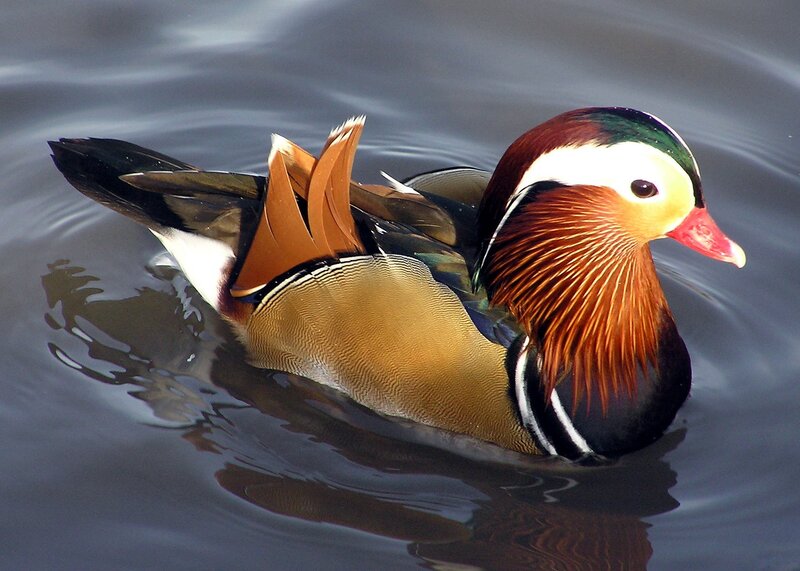 Mandarin Duck Swimming — Brown, Serene, Photograph, Water, Green