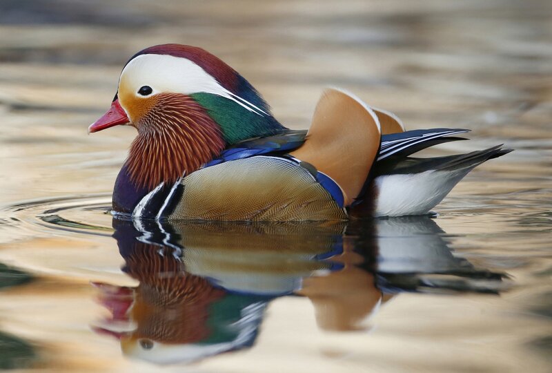 Mandarin Duck Swimming — Brown, Serene, Photograph, Water, Reflection