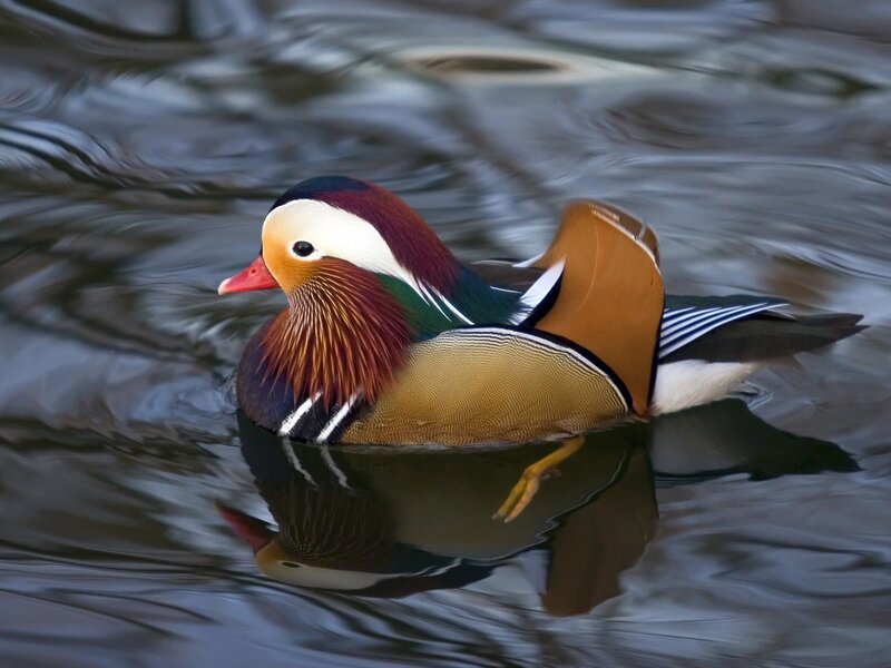 Mandarin Duck Swimming — Brown, Serene, Photograph, Water, Reflection, White