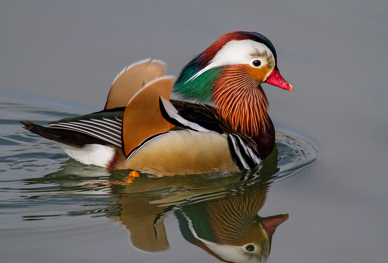 Mandarin Duck Swimming — Brown, Serene, Photograph, Water