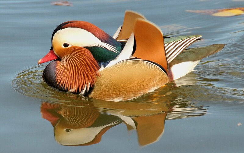 Mandarin Duck Swimming — Brown, Serene