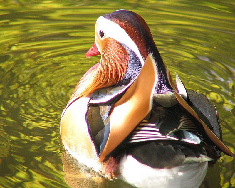 Mandarin Duck Swimming — Green, Calm, Afternoon