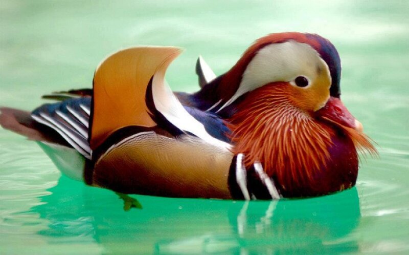 Mandarin Duck Swimming — Green, Calm