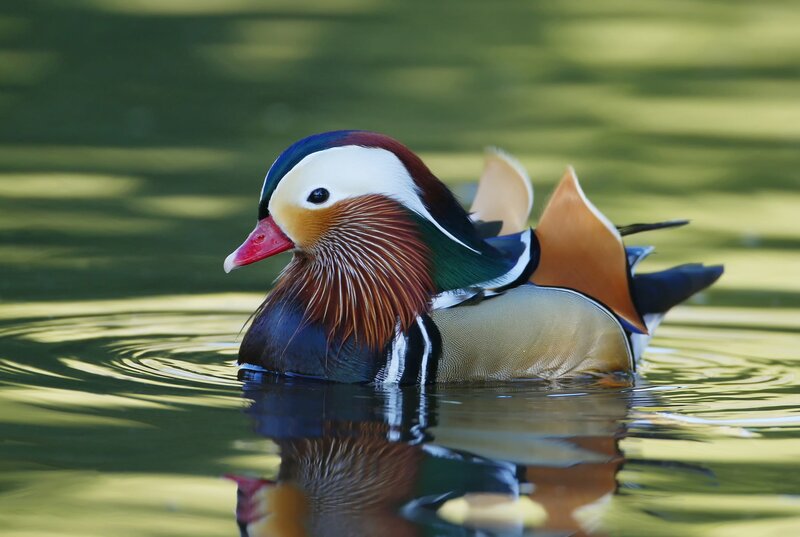 Mandarin Duck Swimming — Green, Serene, Afternoon, Photograph