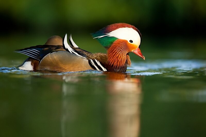 Mandarin Duck Swimming — Green, Serene, Afternoon, Photograph, Water, Reflection