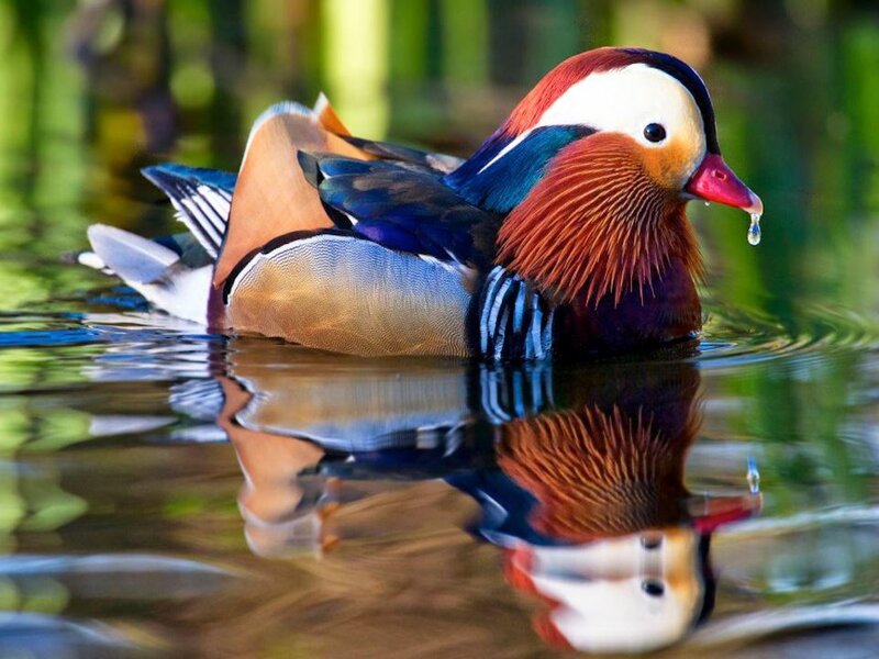 Mandarin Duck Swimming — Green, Serene, Afternoon