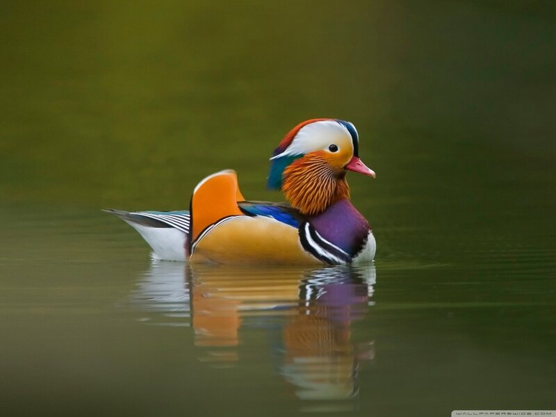 Mandarin Duck Swimming — Green, Serene, Photograph