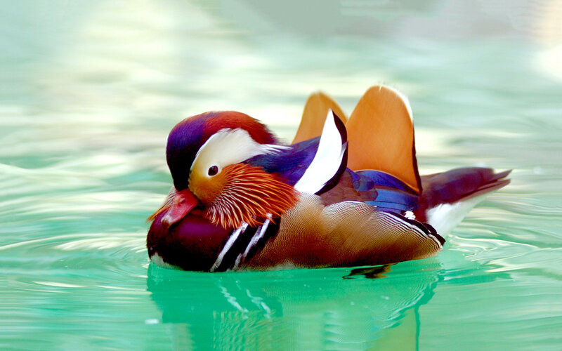 Mandarin Duck Swimming — Green, Serene, Photograph, Water