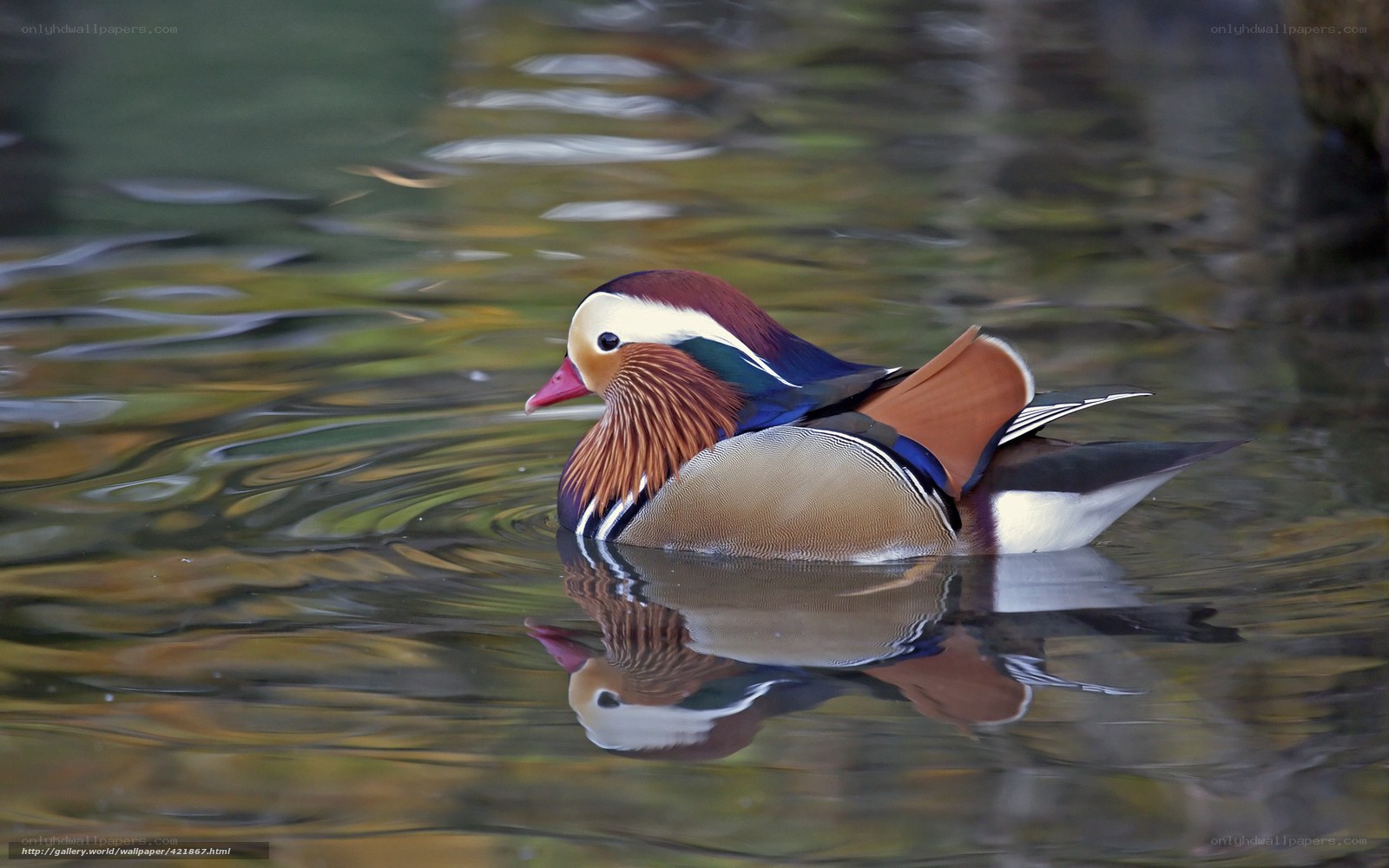 Mandarin duck swimming in water