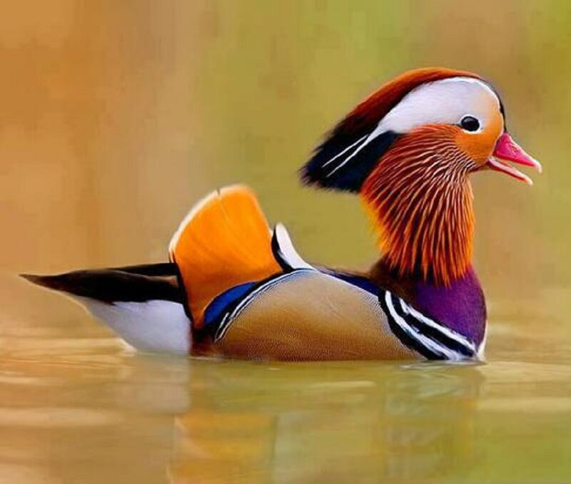 Mandarin Duck Swimming — Orange, Calm