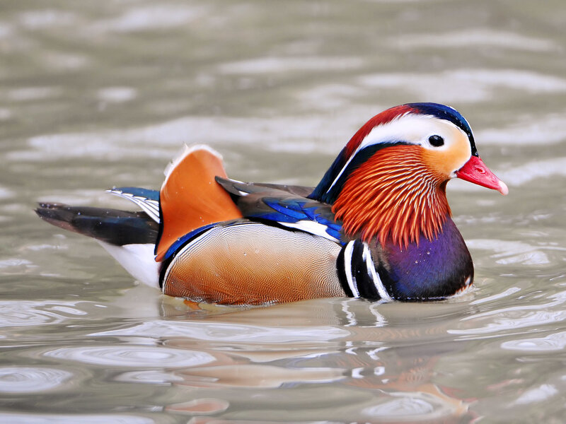 Mandarin Duck Swimming — Orange
