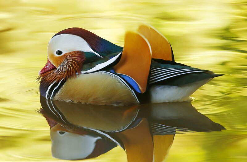 Mandarin Duck Swimming — Yellow, Serene, Afternoon, Photograph