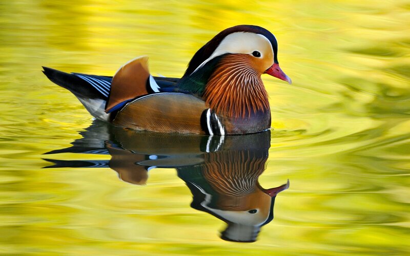 Mandarin Duck Swimming — Yellow, Serene, Afternoon