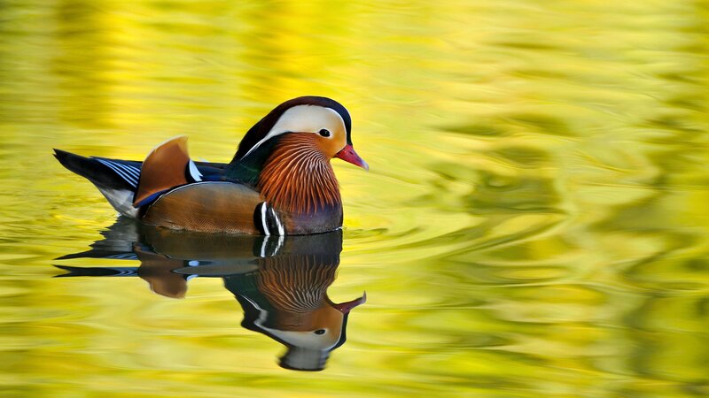 Mandarin Duck Swimming — Yellow, Serene