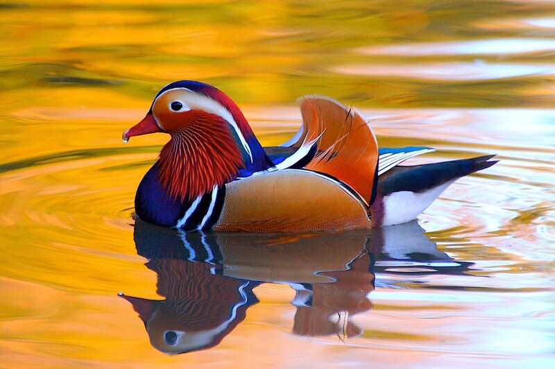 Mandarin Duck Swimming — Yellow