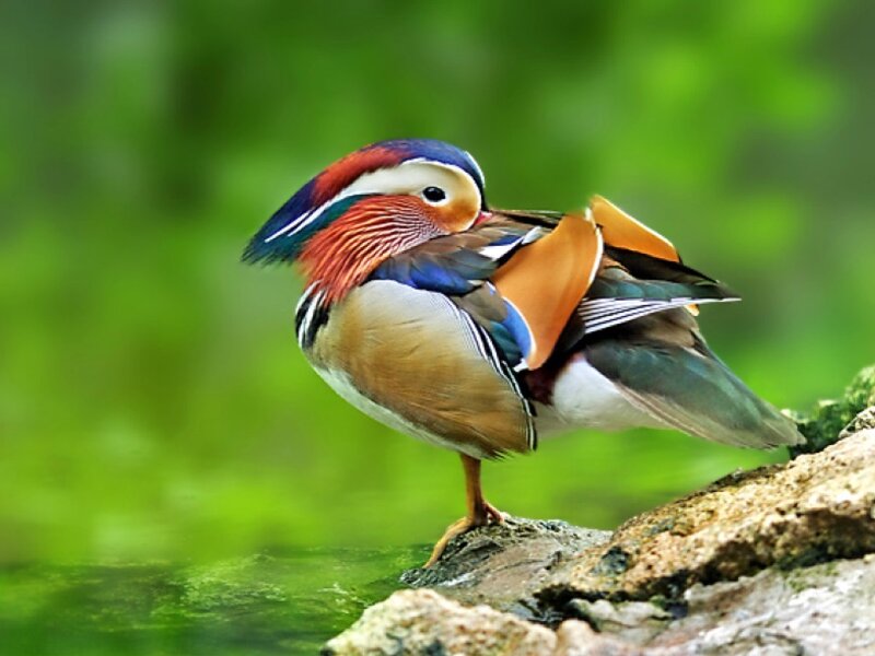 Mandarin Duck