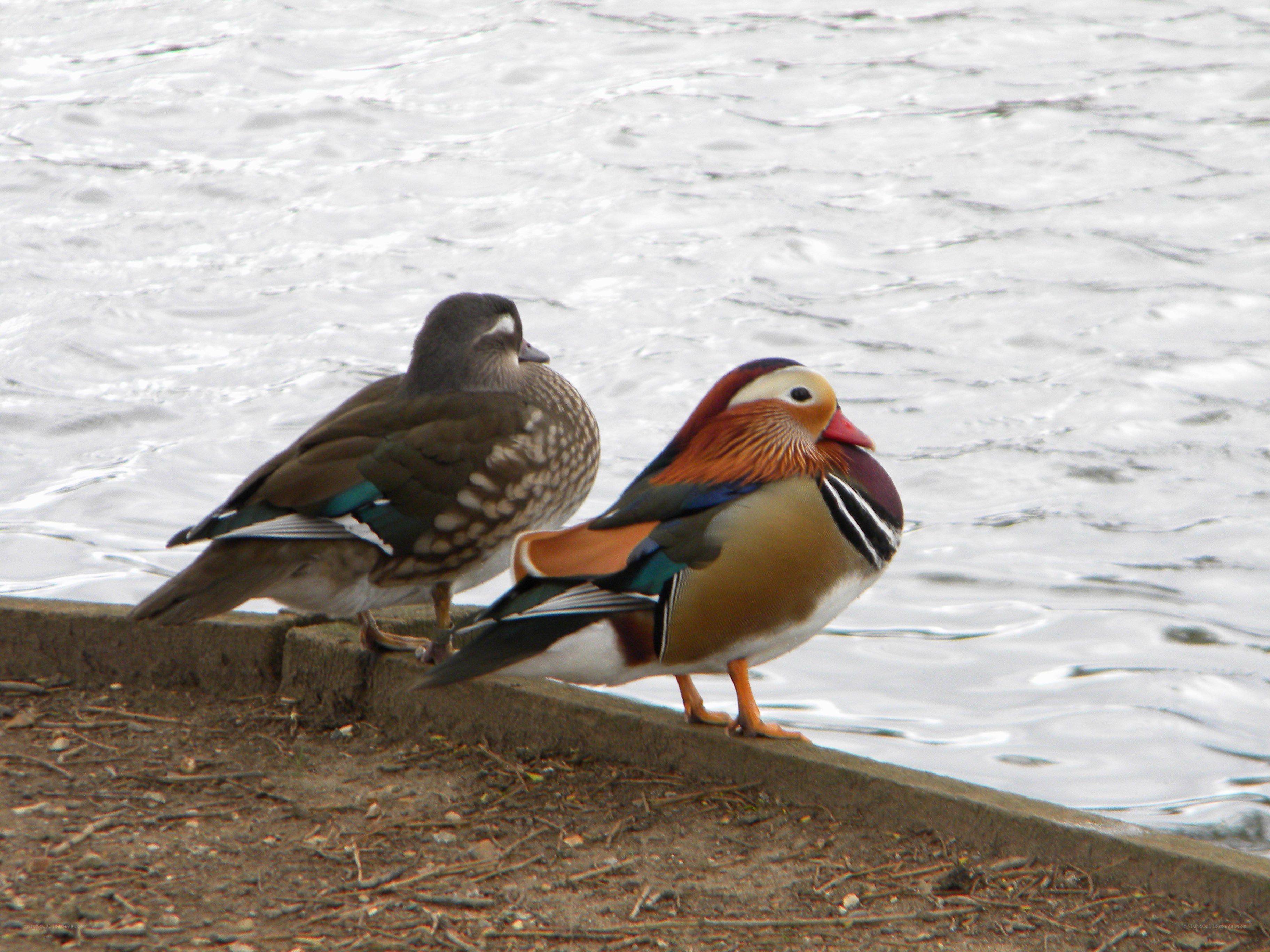 Mandarin ducks by the water