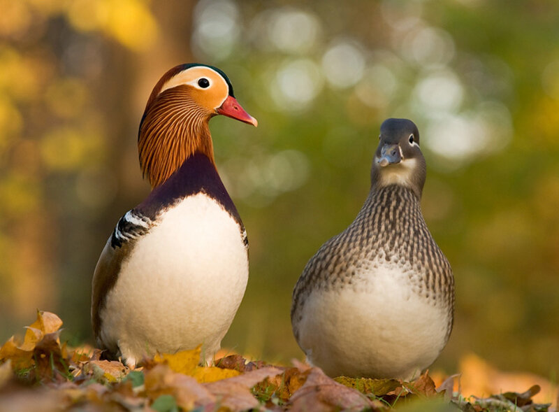 Mandarin ducks in autumn