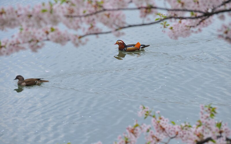 Mandarin ducks in cherry blossom season