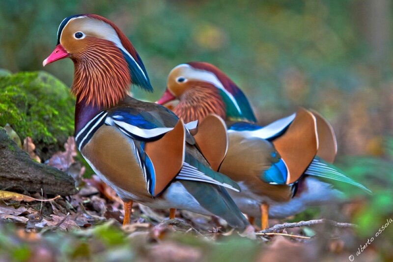 Mandarin Ducks in Forest