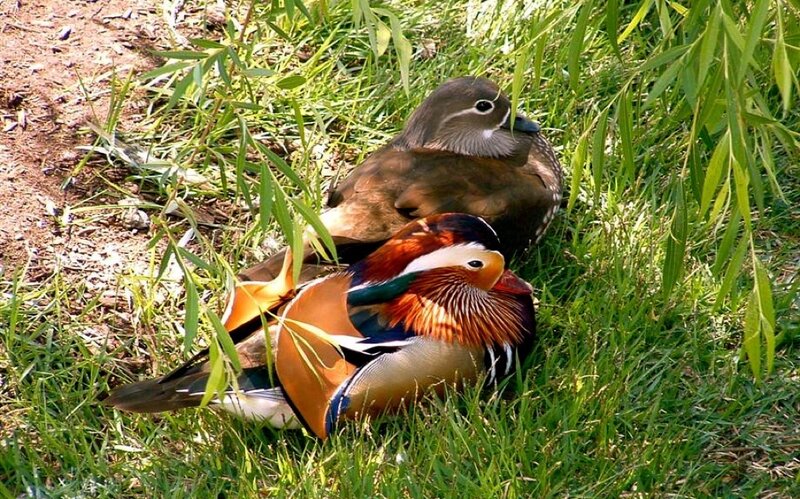 Mandarin ducks in grass
