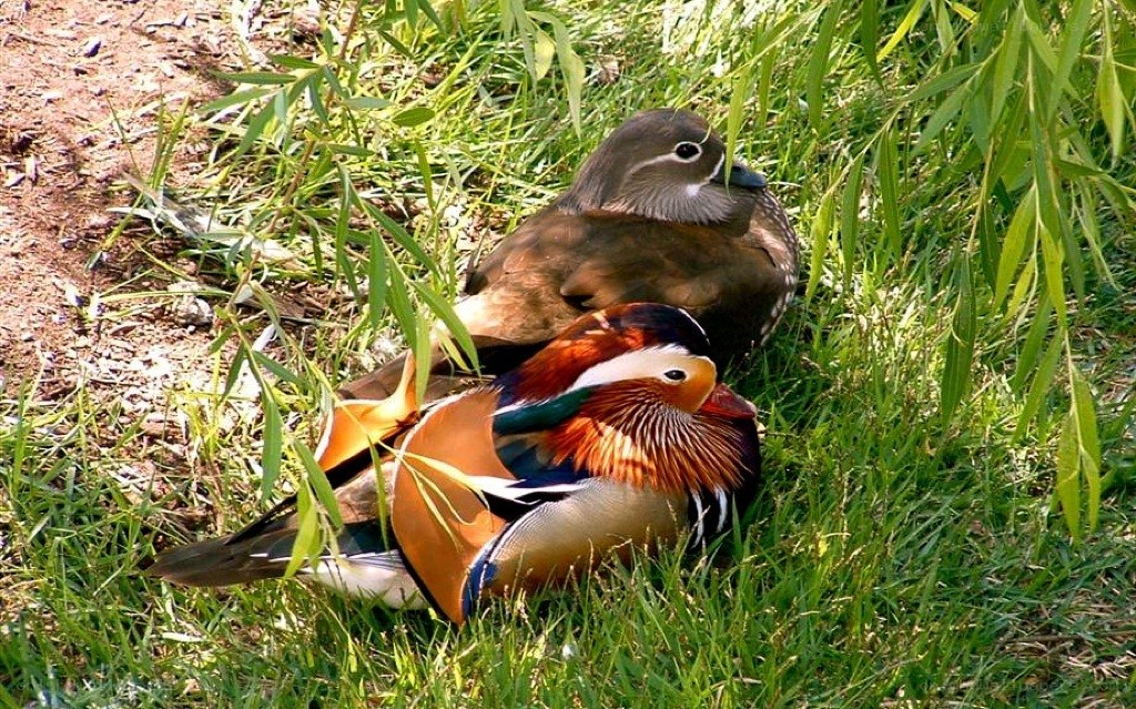 Mandarin ducks in grass
