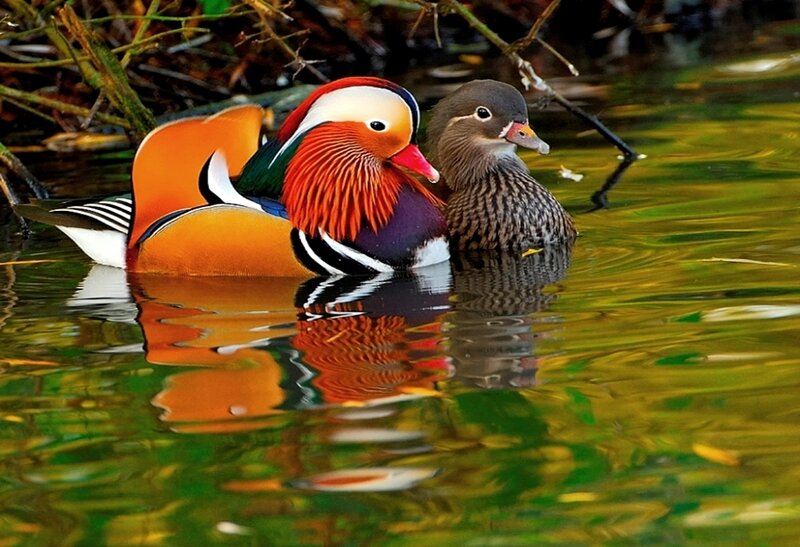Mandarin ducks in pond