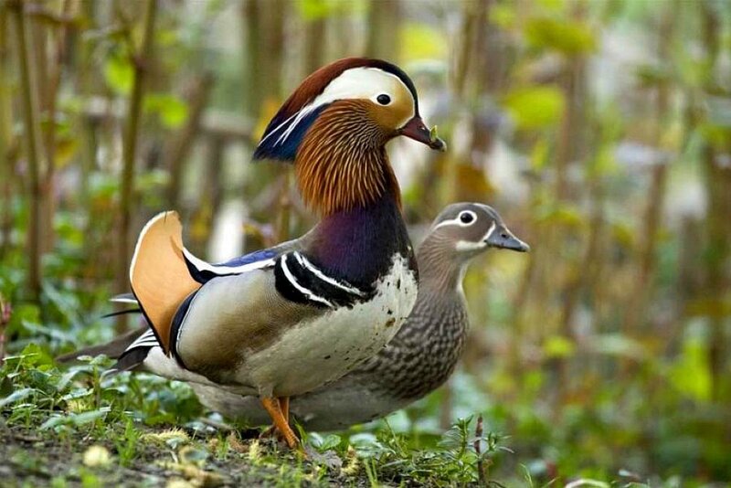 Mandarin ducks in the wild