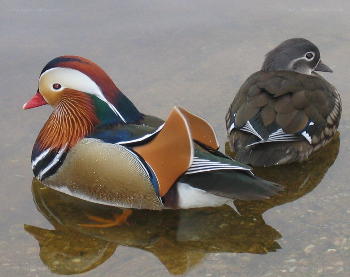 Mandarin ducks in water