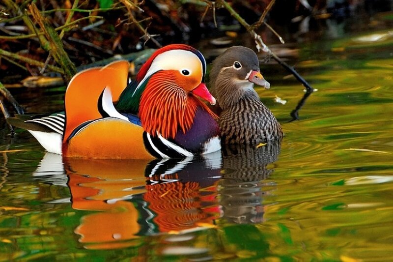 Mandarin ducks in water